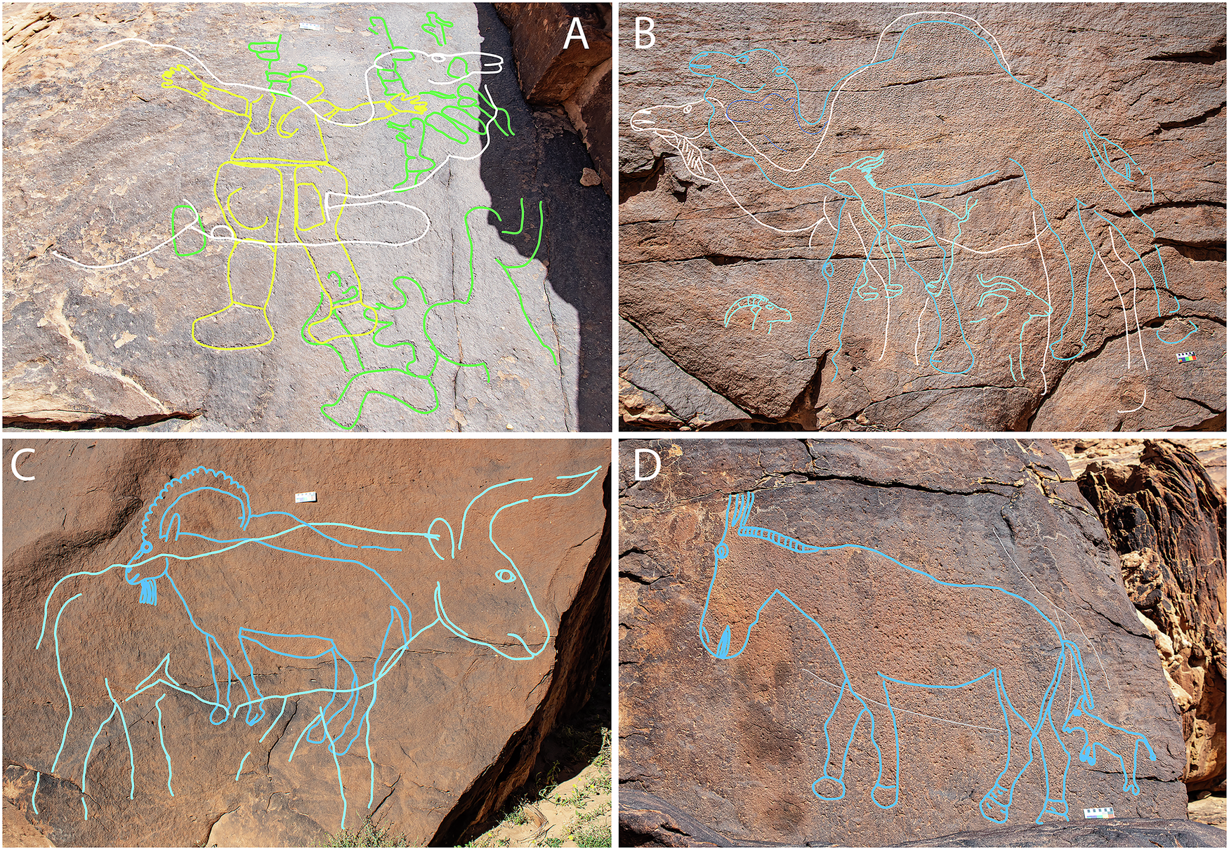 ock art panels at Jebel Arnaan. Tracings highlight the layering of engravings, showing phase 1 in green, phase 2 in yellow, phase 3 in white and phase 4 in shades of blue.